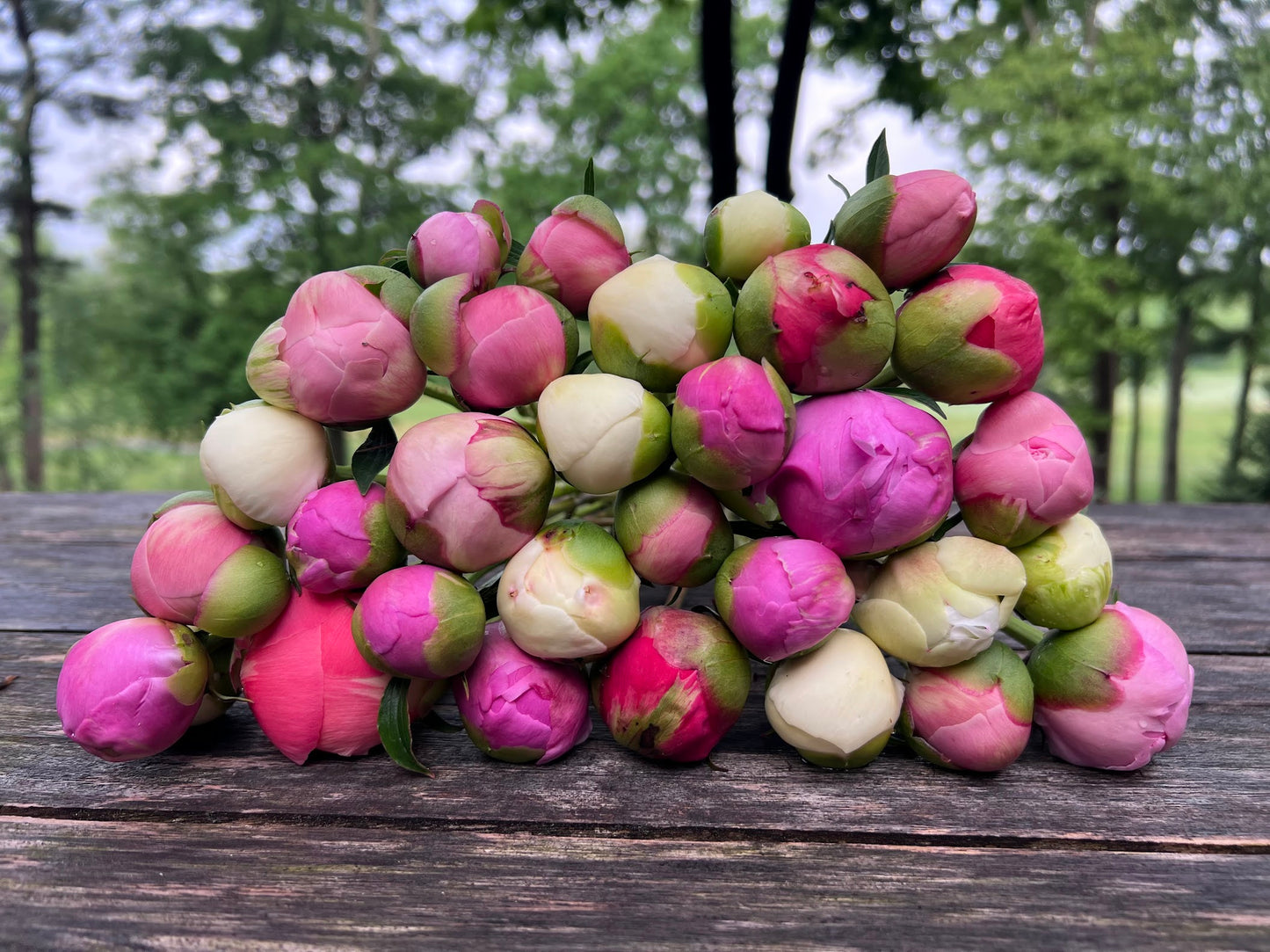 2-Week Peony Subscription