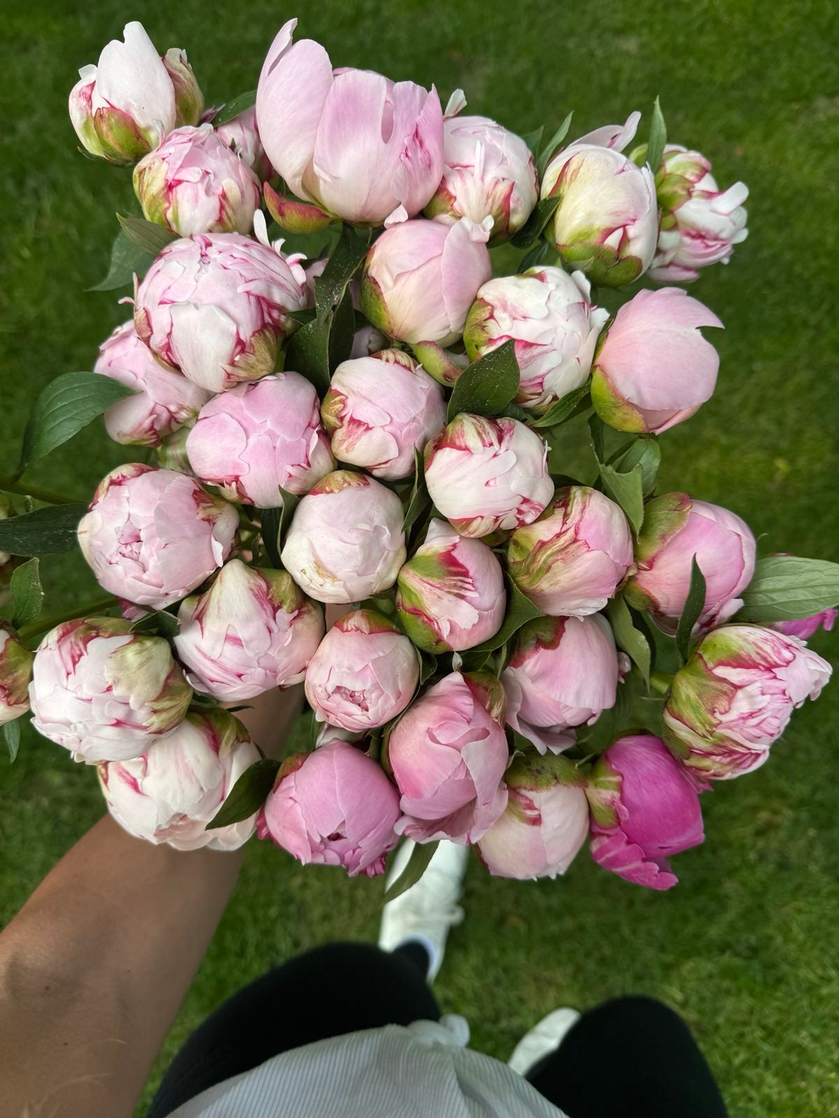 2026 PEONY SHARE - 3 WEEK