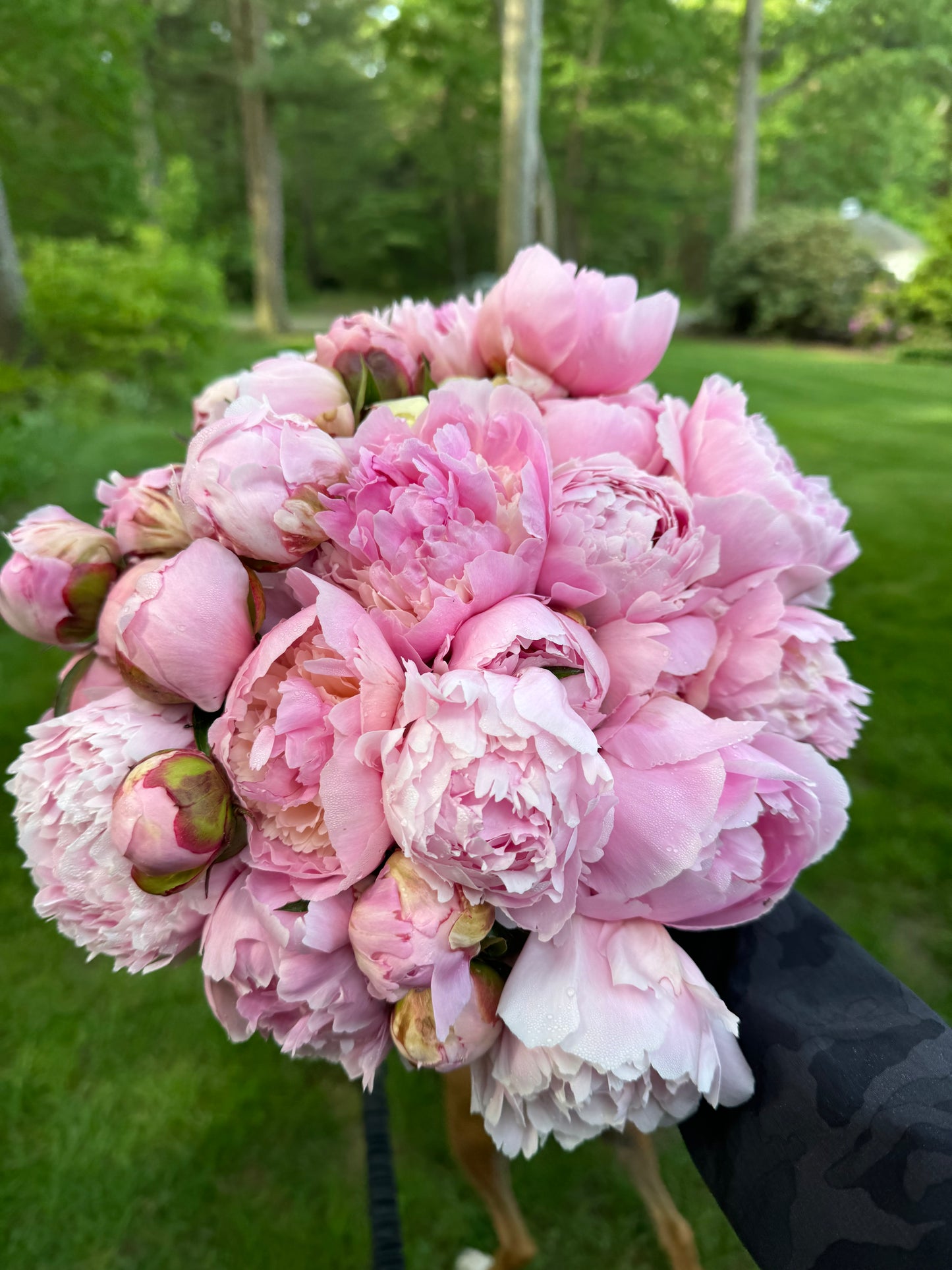 2026 PEONY SHARE - 3 WEEK