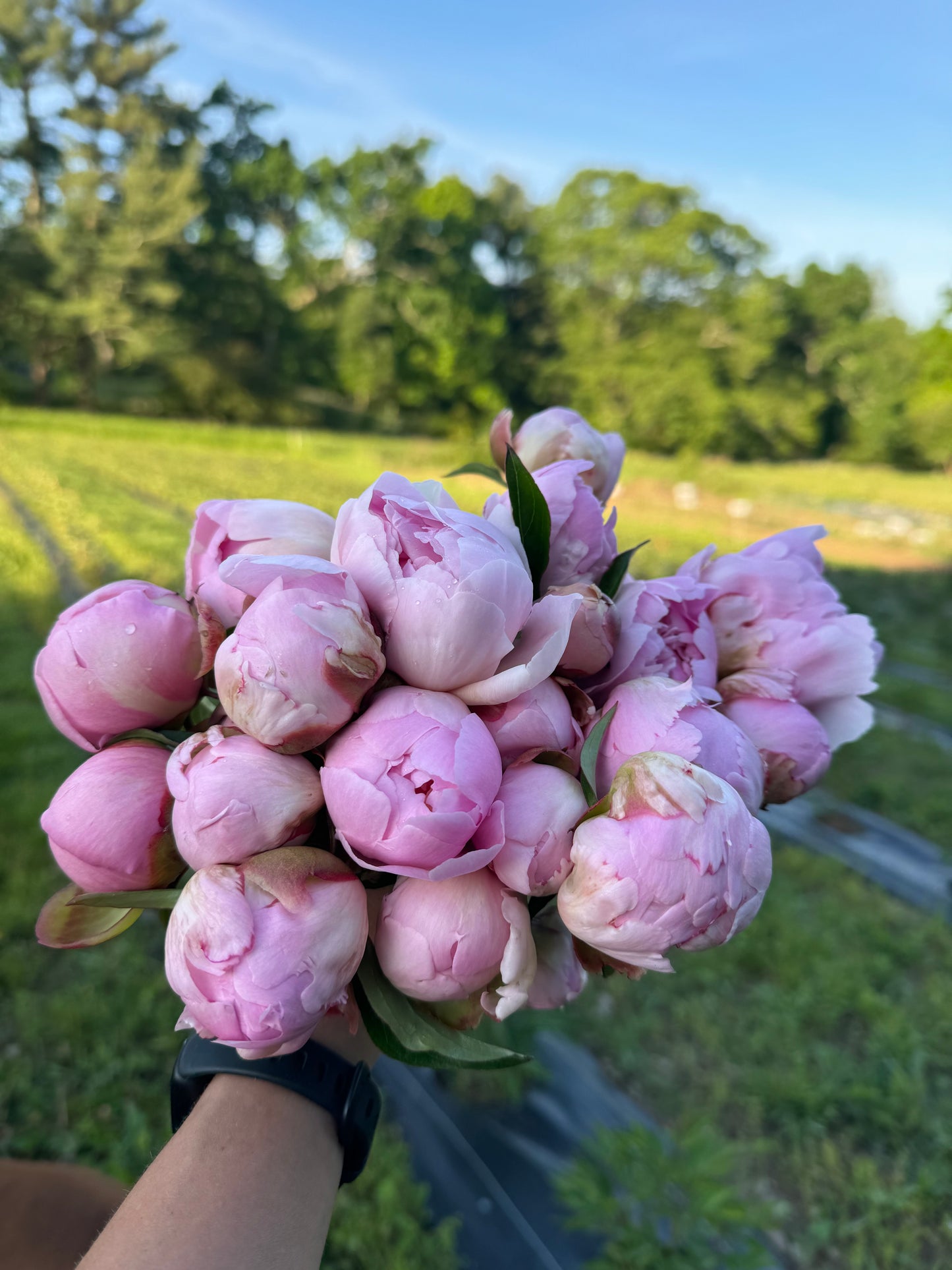 2026 PEONY SHARE - 3 WEEK