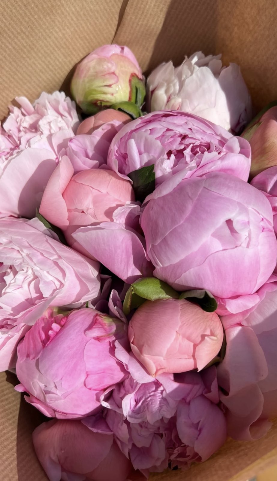 2-Week Peony Subscription