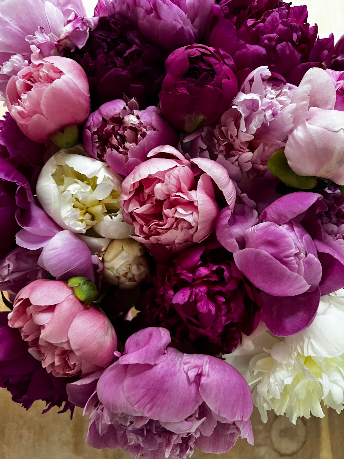 2-Week Peony Subscription