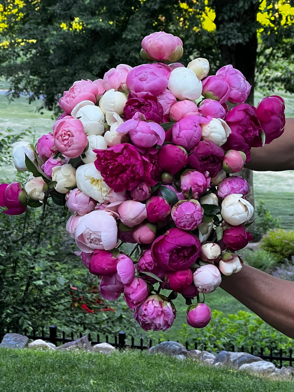 2-Week Peony Subscription